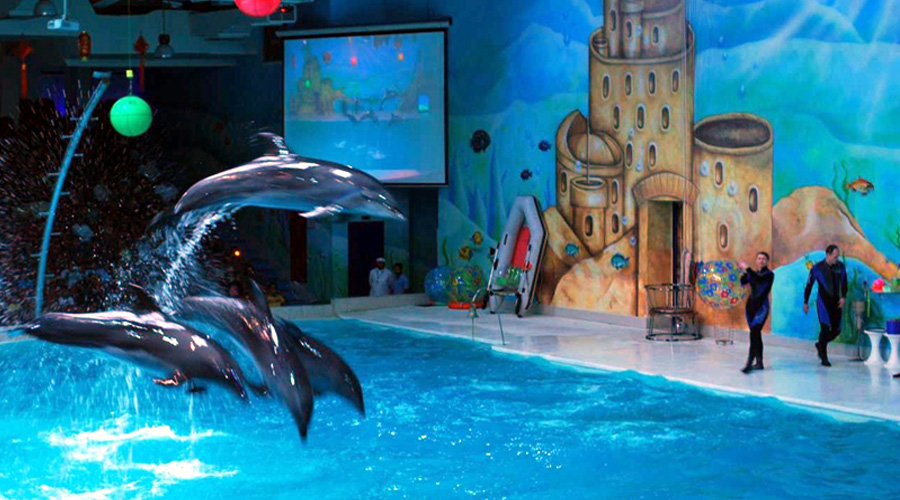 dolphin show in dubai creek park